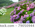 Hydrangea and rain (Kazahaya no Sato, Mie Prefecture) 79050944