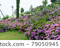 Hydrangea and rain (Kazahaya no Sato, Mie Prefecture) 79050945