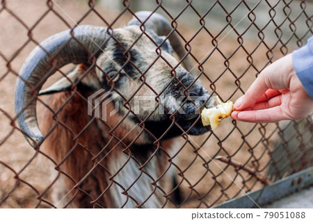 Feeding the goat with an apple through the fence. A funny shot of a gray goat in a zoo eating apples from the hands of visitors from behind a fence. Goat muzzle close-up. Selective focus. Feeding the goat with an apple through the fence. A funny shot of a gray goat in a zoo eating apples from the hands of visitors from behind a fence. Goat muzzle close-up. Selective focus. 79051088