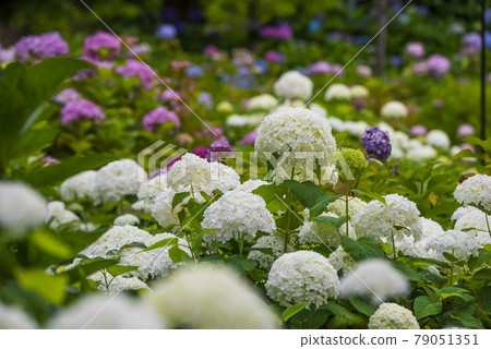 愛知縣 名古屋市千草區茶屋坂公園繡球花 照片素材 圖片 圖庫