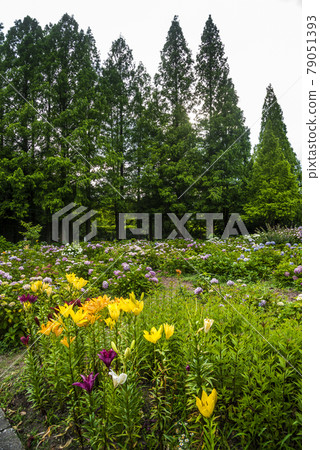 《Aichi Prefecture》 Nagoya City Chikusa Ward Chayagasaka Park Hydrangea 79051393