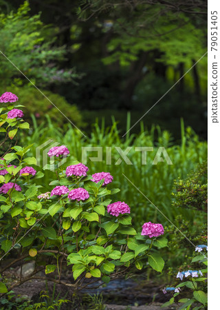 《Aichi Prefecture》 Nagoya City Chikusa Ward Chayagasaka Park Hydrangea 《Aichi Prefecture》 Nagoya City Chikusa Ward Chayagasaka Park Hydrangea 79051405