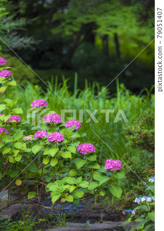 《Aichi Prefecture》 Nagoya City Chikusa Ward Chayagasaka Park Hydrangea 79051407