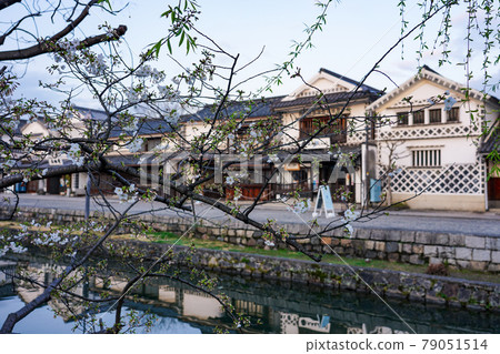 春天的早晨,安靜的倉敷美館歷史街區(倉敷川櫻花) 春天的早晨,安靜的倉敷美館歷史街區(倉敷川櫻花) 79051514