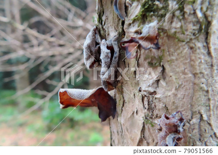 Wood ear that grows on a cherry tree 79051566