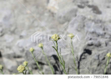 Italian everlasting flowers Italian everlasting flowers 79051646