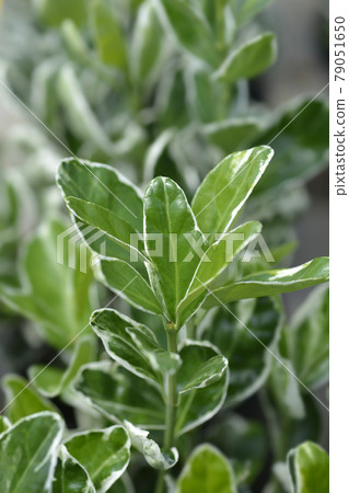 Japanes spindle Kathy 79051650