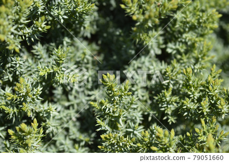 Juniper Green Carpet Juniper Green Carpet 79051660