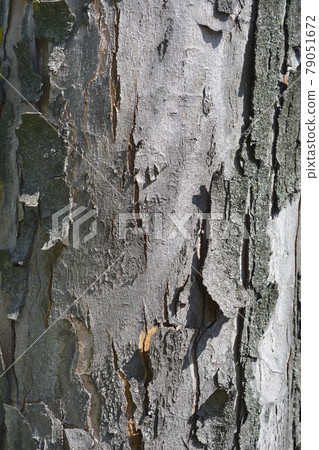 Silver maple Silver maple 79051672