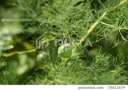 Narrow-leaved asparagus 79051674