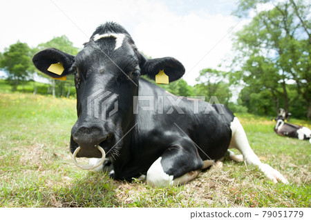 Cattle of Sasagamine Ranch 79051779