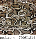 snake skin pattern 79051814