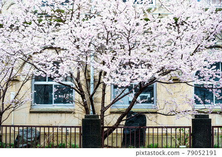 Photographing the spring cherry blossoms of the former Seitoku Junior High School in Shimogyo-ku, Kyoto Photographing the spring cherry blossoms of the former Seitoku Junior High School in Shimogyo-ku, Kyoto 79052191