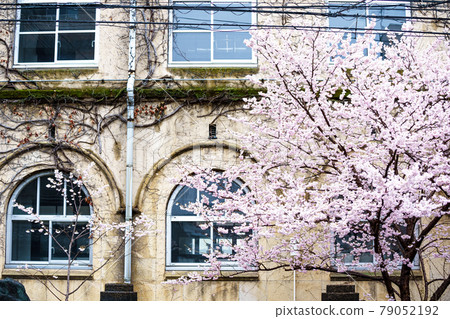 Photographing the spring cherry blossoms of the former Seitoku Junior High School in Shimogyo-ku, Kyoto Photographing the spring cherry blossoms of the former Seitoku Junior High School in Shimogyo-ku, Kyoto 79052192
