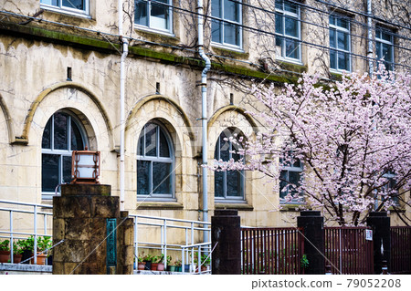 拍攝京都下京區原清德中學的春天櫻花 拍攝京都下京區原清德中學的春天櫻花 79052208