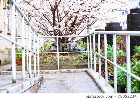 拍攝京都下京區原清德中學的春天櫻花 拍攝京都下京區原清德中學的春天櫻花 79052234