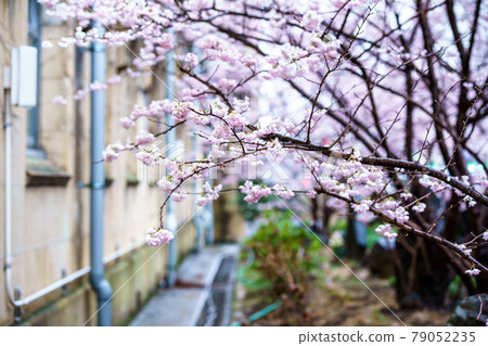 Photographing the spring cherry blossoms of the former Seitoku Junior High School in Shimogyo-ku, Kyoto 79052235