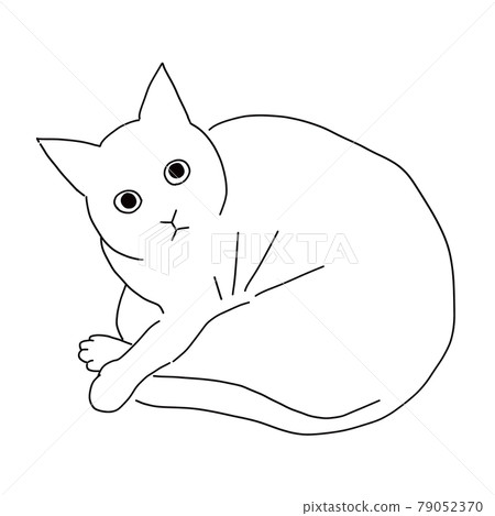 Line drawing illustration of a curled cat looking at the camera Line drawing illustration of a curled cat looking at the camera 79052370