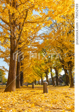 Learning Forest Promenade dyed in golden color <Kakamigahara City, Gifu Prefecture> 79052489
