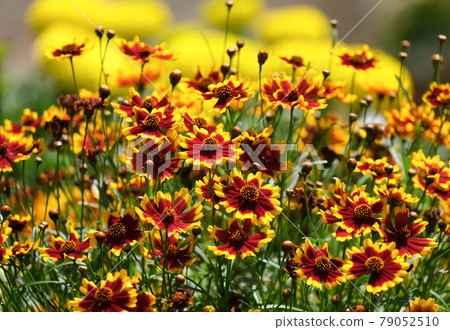 Coreopsis (lat.Coreopsis), or Parisian beauty plant 79052510