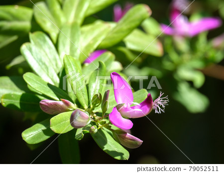 Flowering Polygala myrtifolia, the myrtle-leaf milkwort (Latin - Polygala Myrtifolia) 79052511