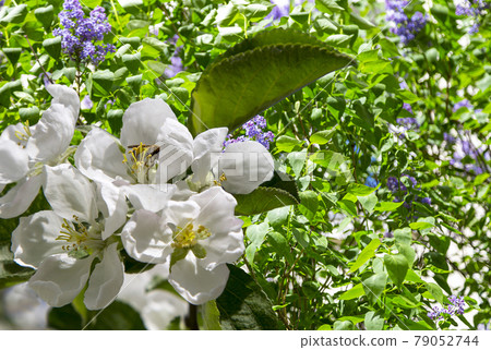 Blooming apple tree branch with large white flowers in spring time (spring background with white flowers Blooming apple tree branch with large white flowers in spring time (spring background with white flowers 79052744