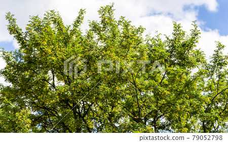 Yellow flowers of Acacia tree in sunny spring day Yellow flowers of Acacia tree in sunny spring day 79052798