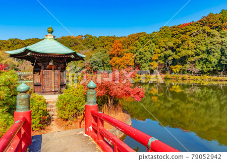 秋天的定光寺公園 <愛知縣瀨戶市> 79052942