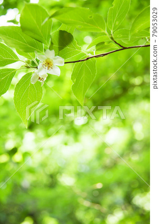 Himeishara的花 79053029