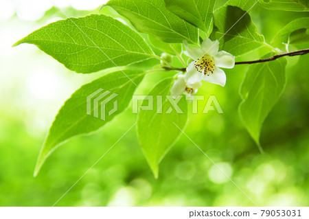 Himeishara的花 Himeishara的花 79053031