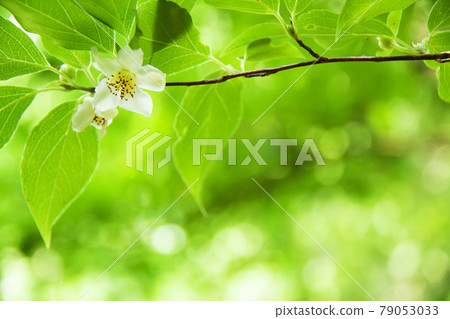 Himeishara's flower 79053033