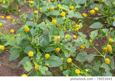 Lemon drop blooming in the greenhouse (Paracress, Paracress) 79053041
