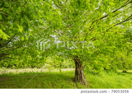Fresh green image young leaf tree and green copy space green leaf refreshing Fresh green image young leaf tree and green copy space green leaf refreshing 79053056