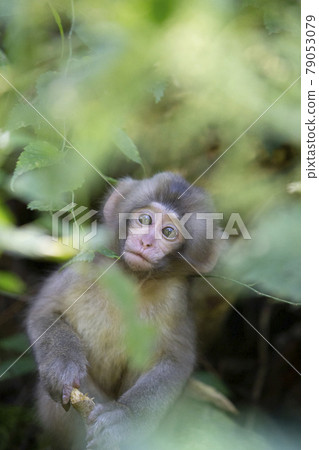 Japanese macaques 79053079