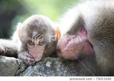 Japanese macaques Japanese macaques 79053080