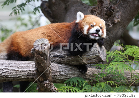 Lesser panda 79053182