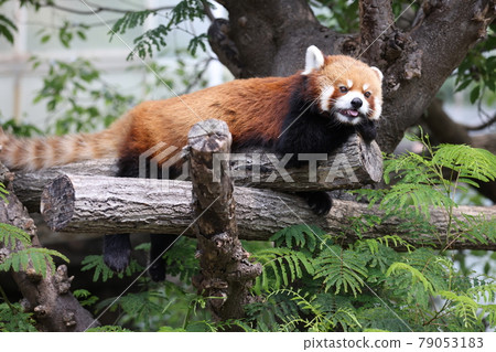 Lesser panda 79053183