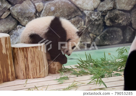 熊貓的寶貝 79053285