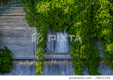 Wild grapes woe the facade of an old abandoned house Wild grapes woe the facade of an old abandoned house 79053356