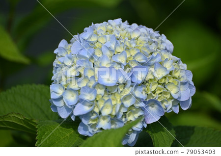 繡球花 79053403