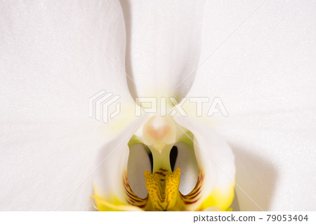 蝴蝶蘭蘭花花的放大圖 79053404