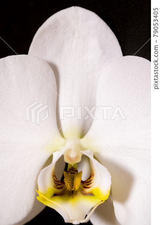 蝴蝶蘭蘭花花的放大圖 79053405