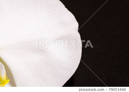 蝴蝶蘭花瓣的放大圖（右踏板） 79053406