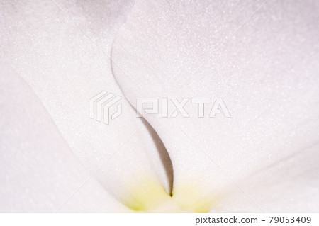 蝴蝶蘭蘭花花的放大圖 蝴蝶蘭蘭花花的放大圖 79053409