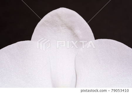 蝴蝶蘭蘭花花的放大圖 79053410