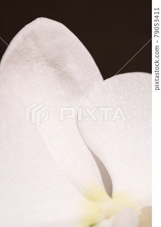 Enlarged image of Phalaenopsis orchid flower 79053411