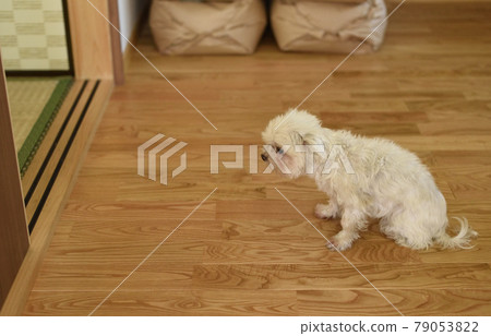 An old dog staying without entering the next room 79053822