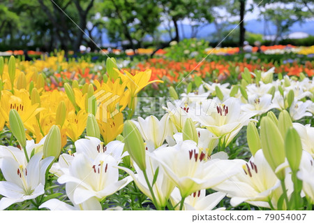 Shinoyama Yuri Tamamizu Garden, co-starring hydrangea and lily in full bloom Shinoyama Yuri Tamamizu Garden, co-starring hydrangea and lily in full bloom 79054007