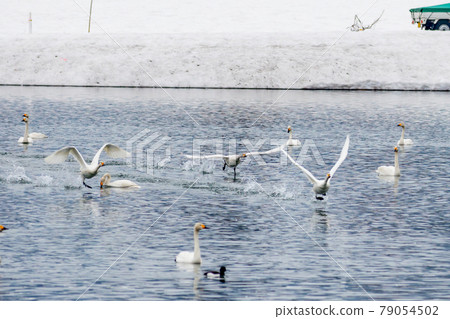 飛翔的天鵝 飛翔的天鵝 79054502