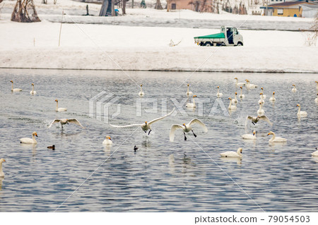 飛翔的天鵝 飛翔的天鵝 79054503